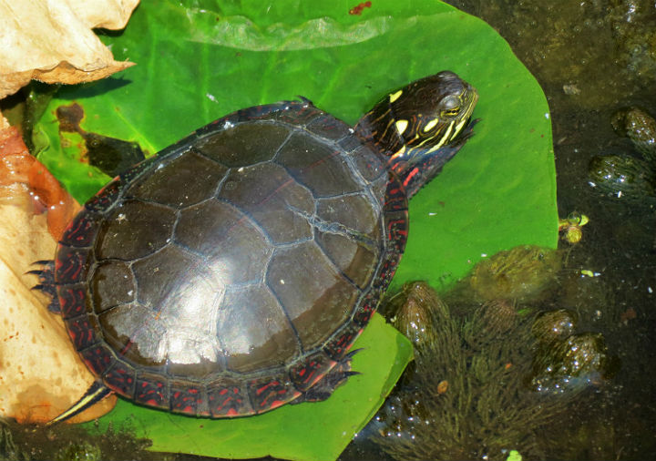 Midland Painted Turtle